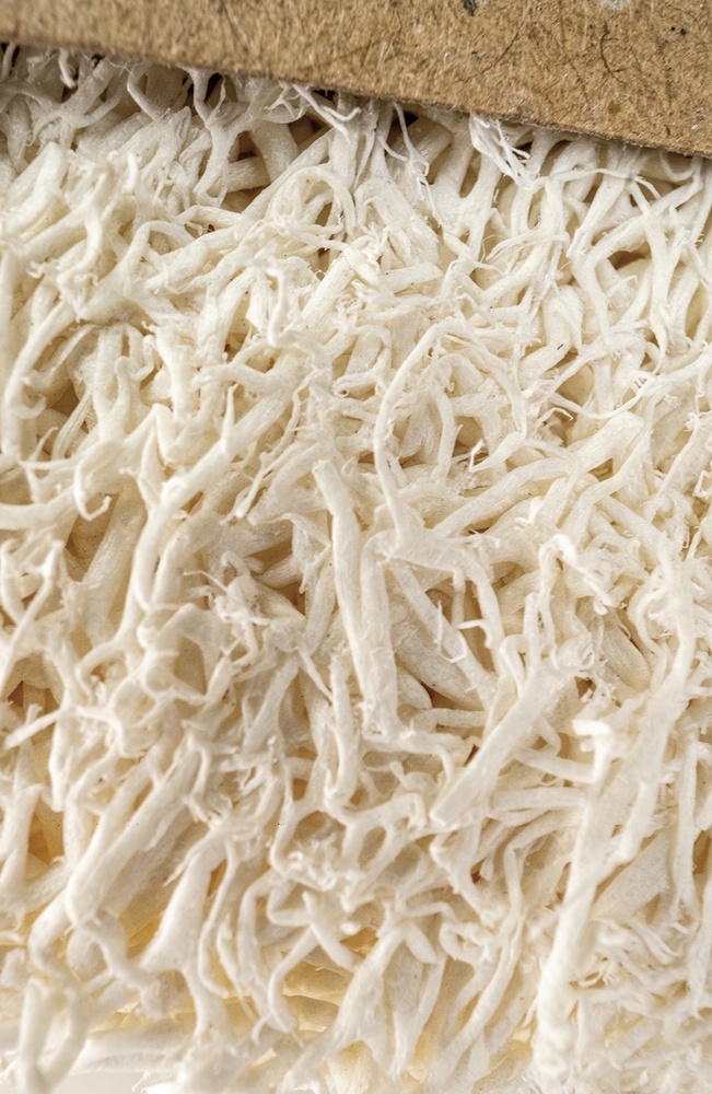 Loofah Facial Cleansing Tablets